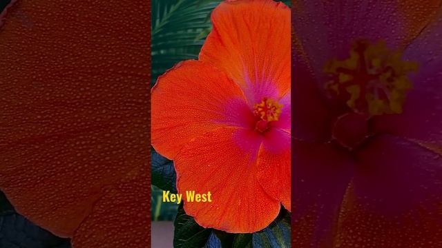 #hibiscus #гибискус #key_west #byPridanov