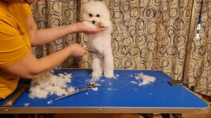 Породная стрижка щенка Бишон фризе #kennel_BrightStarDog #groomingbichon #BichonFriseUkraine #bicho