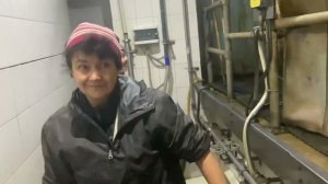 Дойка «вредных» коров