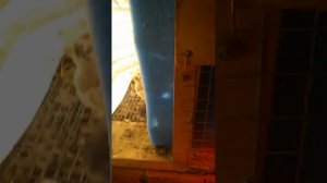 Порода кур феникс