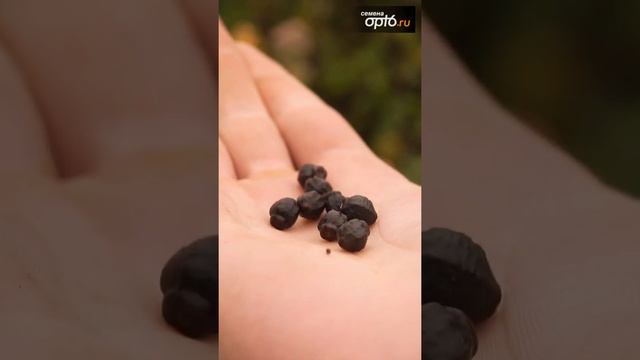 Мирабилис - ароматный однолетний цветок с обильным цветением смотреть онлайн