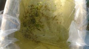 Высадил  меченосцев в бассейн на улице летом аквариумные рыбки в бассейне