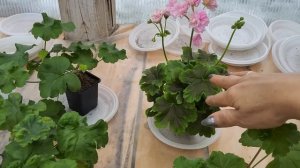 #620. Обзор  цветения моих пеларгоний!Мои новинки!Выхаживание черенков после пересыла!