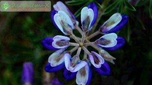 Люпин – выращивание из семян: посев люпина на рассаду и посадка в саду