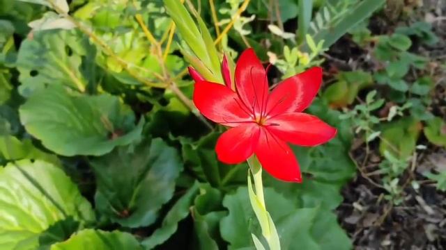 Неделя 18-24 октября 2021: Время прорыва и начала нового. Полнолуние и директные Юпитер + Меркурий смотреть онлайн