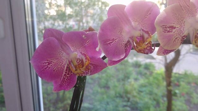 Phalaenopsis Leco Fantastic - цветение) смотреть онлайн