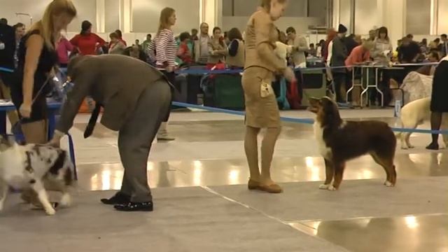 Россия 2013 австралийские овчарки щенки кобели смотреть онлайн