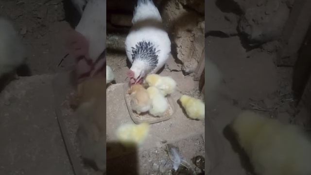 Адлер куры смотреть онлайн