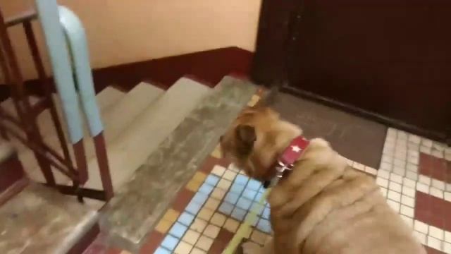 Собака забыла где она живет смотреть онлайн