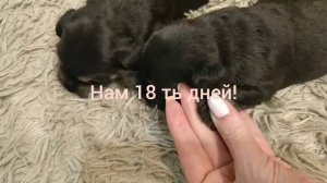 Щенки Цвергшнауцера 18 ть дней,кушаем,чем будем прикармливать!