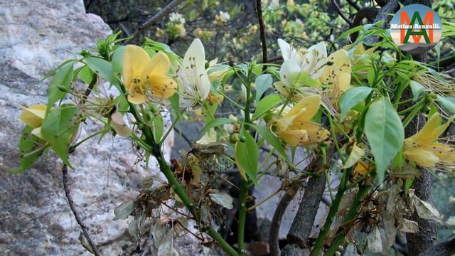 वरुण वृक्ष,बरना का पेड़,crateva adansonii,native of aravalli, varuna tree,भारत के दुर्लभ औषधीय वृक् смотреть онлайн