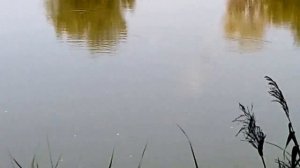 Ловля карася на хлебную корочку