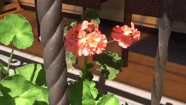 Жара, а дела делать надо? Уход за Розами в июле.?Горшки и кашпо, это круто.Урожаи.,Коты при деле? смотреть онлайн