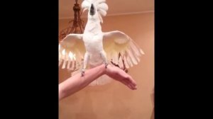 Какаду Альба. Опера.