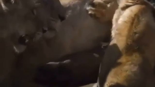 Вот сила Лев!!! смотреть онлайн