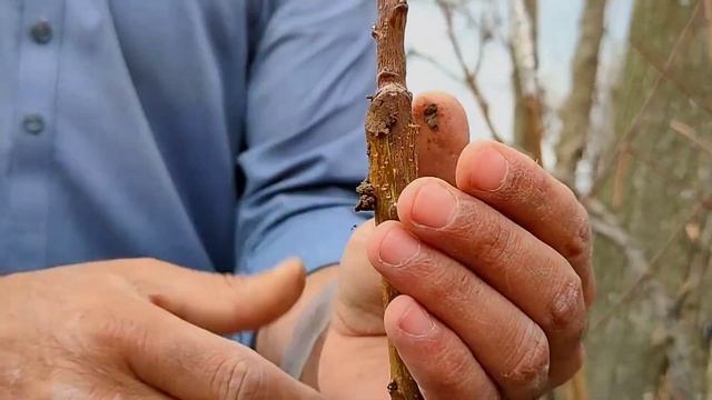 How to graft apricot on peach | Apricot Grafting in peach смотреть онлайн