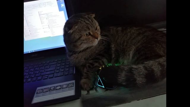 Как не боятся играть в хорроры смотреть онлайн