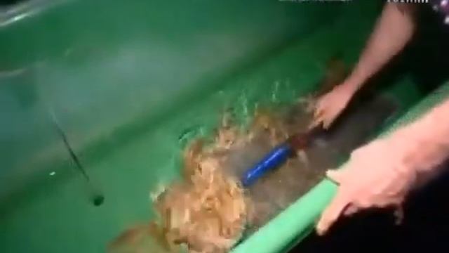 Раки с разных регионов. смотреть онлайн