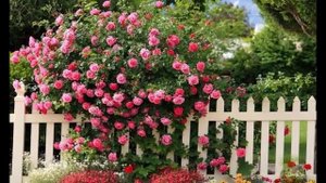 Фото красивых заборов на даче, украшенных розами. Как украсить забор розами