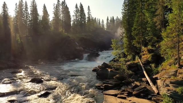 Уличная кошка спасла младенца, хотя все думали что она хочет сделать нехорошее. Только спустя время смотреть онлайн