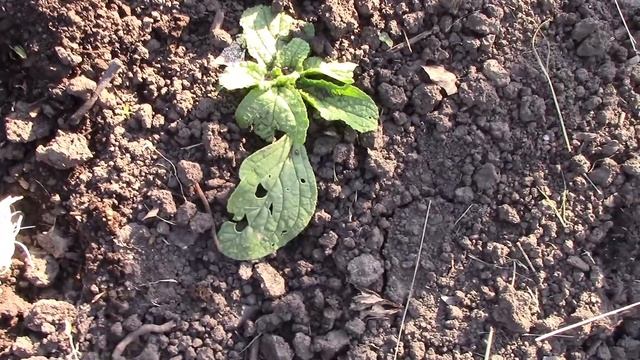 ЧЕРЕНКОВАНИЕ ОГУРЦОВ - пора! ЦВЕТЫ ночная съемка смотреть онлайн