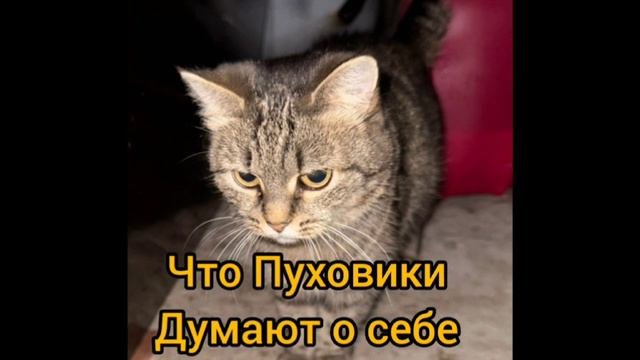 Веселые котики#помощьживотным#котики#ЛикаХолод