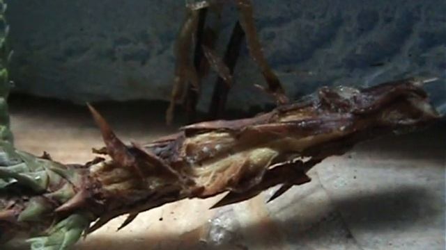 Укоренение разных черенков с клонекс гелем Результат смотреть онлайн