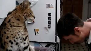 Кот напал на человека