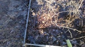 Подкормка плодово ягодных культур перепелиным помётом. удобрение птичьим помётом