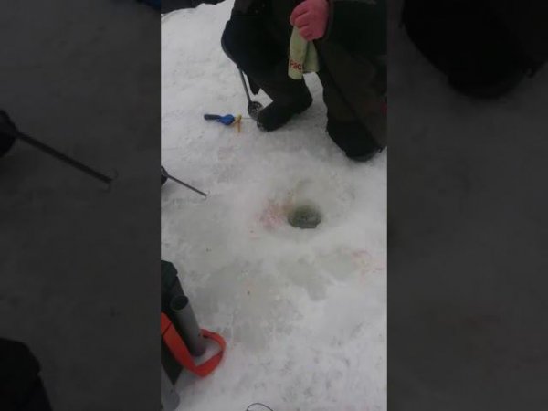 Умелое вываживание на деликатную снасть
