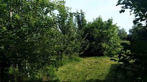 1 июня– ИВАН ДОЛГИЙ.Что нельзя и что можно делать.Народные приметы