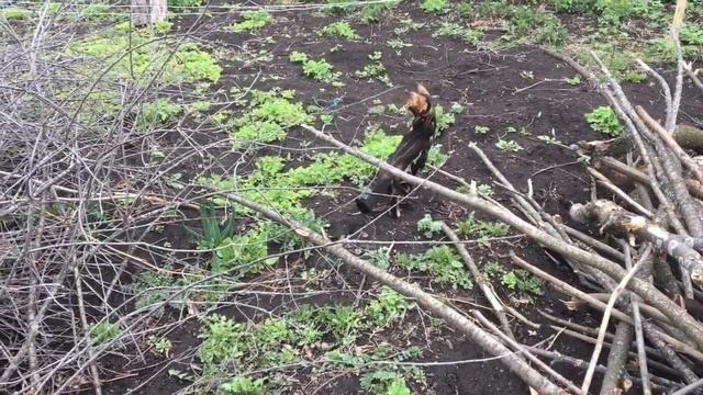 Кот Честер. Кот бенгальский первый раз на природе. Привезли кота на дачу. Дикий кот.