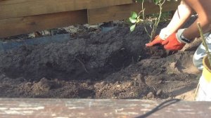 Розы осенью. Поздняя осенняя посадка роз с ОКС. ВАЖНЫЕ МОМЕНТЫ!