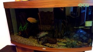 ИНТЕРЕСНЫЕ ДОМАШНИЕ РЫБКИ И АКВАРИУМЫ ВИТАЛИЯ!