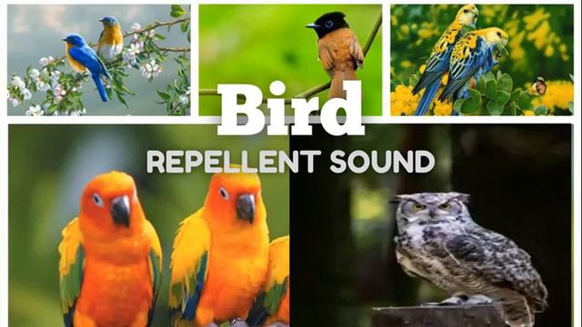 Owl Repellent Sound || Suara pengusir burung hantu смотреть онлайн