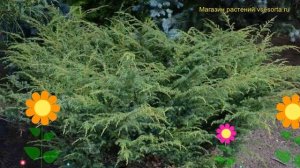 Можжевельник обыкновенный Бартон. Краткий обзор, описание характеристик juniperus communis Barton