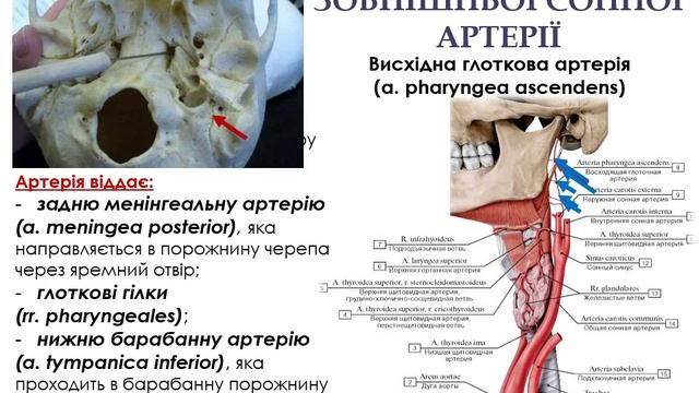 Зовнішня сонна артерія. смотреть онлайн