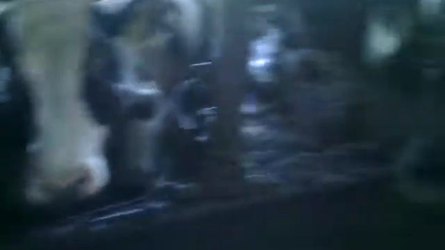 ФЕРМА КОРОВ смотреть онлайн