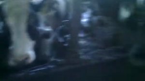 ФЕРМА КОРОВ