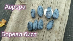 Бореал Бист, Бьюти, Близард, Аврора обзор и сравнение
