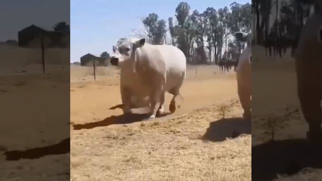 Вот это Шароле Шаролезская порода Бык Бычки смотреть онлайн