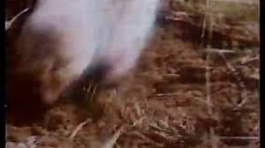 Млекопитающие (зоология)