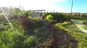СТРИЖКА ГАЗОНА, СПИРЕИ, БАРБАРИСА, ИВЫ ПУРПУРНОЙ НАНА
