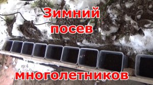 Посев многолетних цветов зимой в контейнеры под снег. Удобный и простой способ зимних посевов цветов