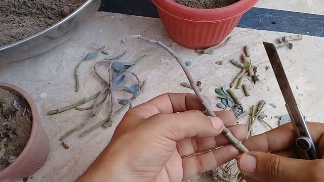 How to Propagate Kalanchoe Pumila Succulent Plant смотреть онлайн