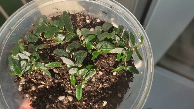 Укоренение фикуса пумила анук (pumila anouk) смотреть онлайн