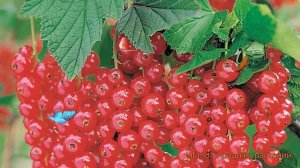 Смородина красная Восторг (ribes rubrum vostorg) ? обзор: как сажать, саженцы смородины Восторг