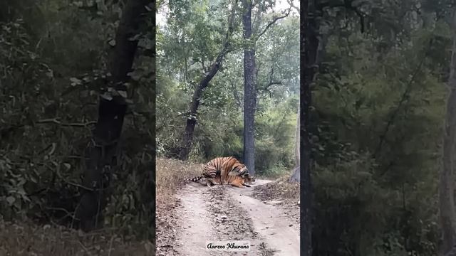 A rare sight  🐅#tiger #mating #kanhanationalpark #aarzookhurana #shortvideo  #wildlife #short