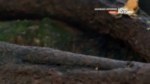 Мир диких животных. Дикая природа. Аравийская пустыня ?.Сезон дождей