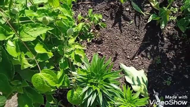 Древовидный пион.Первое цветение смотреть онлайн